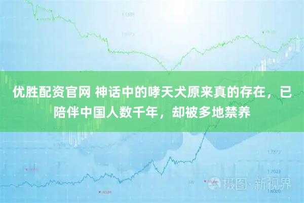 优胜配资官网 神话中的哮天犬原来真的存在，已陪伴中国人数千年，却被多地禁养
